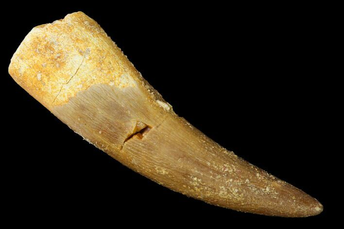 Fossil Plesiosaur (Zarafasaura) Tooth - Morocco #166715